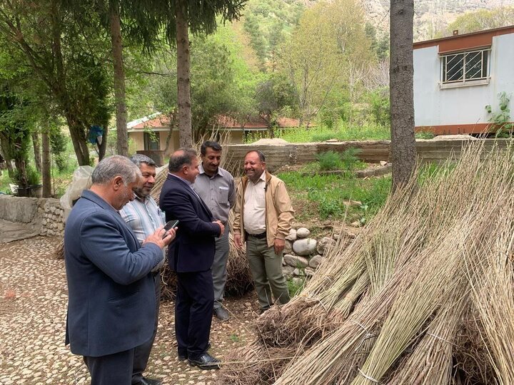 توزیع رایگان ۱۶۰ هزار اصله نهال برای زراعت چوب در کهگیلویه و بویراحمد توزیع رایگان ۱۶۰ هزار اصله نهال برای زراعت چوب در کهگیلویه و بویراحمد