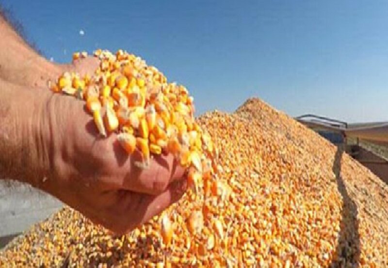 ذرت خریداری شده به زودی در مرغداریها توزیع میشود ذرت خریداری شده به زودی در مرغداریها توزیع میشود