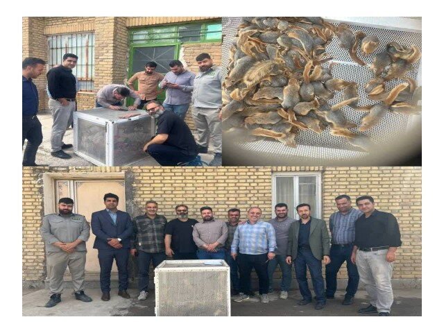 کشف و ضبط ۲۱۰ بطانه سنجاب ایرانی در بیجار کشف و ضبط ۲۱۰ بطانه سنجاب ایرانی در بیجار