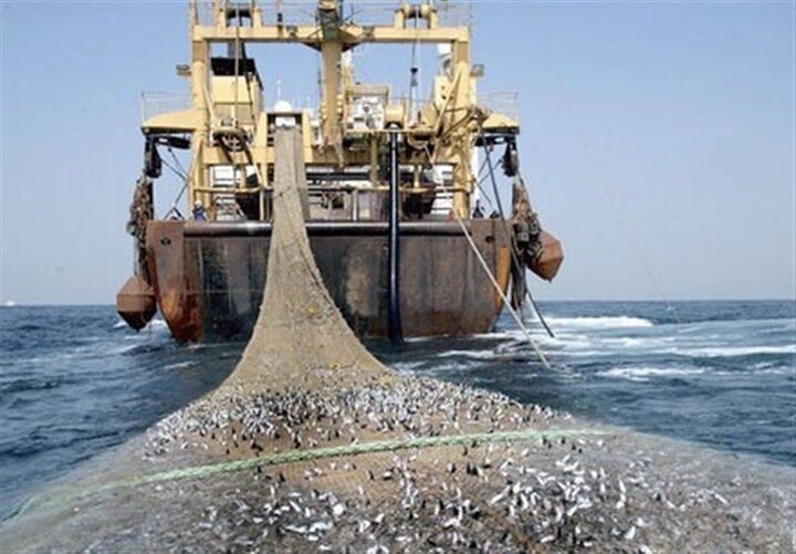 مجوز صید ترال برای ۲۱ کشتی در آبهای بوشهر؛ معیشت صیادان در خطر است مجوز صید ترال برای ۲۱ کشتی در آبهای بوشهر؛ معیشت صیادان در خطر است