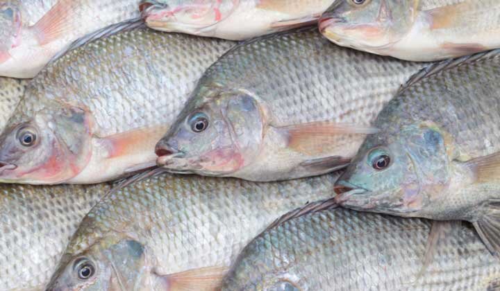 سرنوشت پرورش تیلاپیا به کجا رسید؟ سرنوشت پرورش تیلاپیا به کجا رسید؟