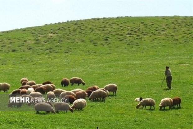 بیش از ۹۸ درصد مراتع البرز ممیزی شد بیش از ۹۸ درصد مراتع البرز ممیزی شد