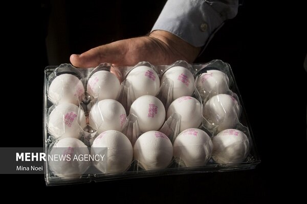 پیشبینی قیمت تخممرغ، از هر شانه ۳۶۰۰۰۰ تا ۴۲۰۰۰۰ تومان پیشبینی قیمت تخممرغ، از هر شانه ۳۶۰۰۰۰ تا ۴۲۰۰۰۰ تومان