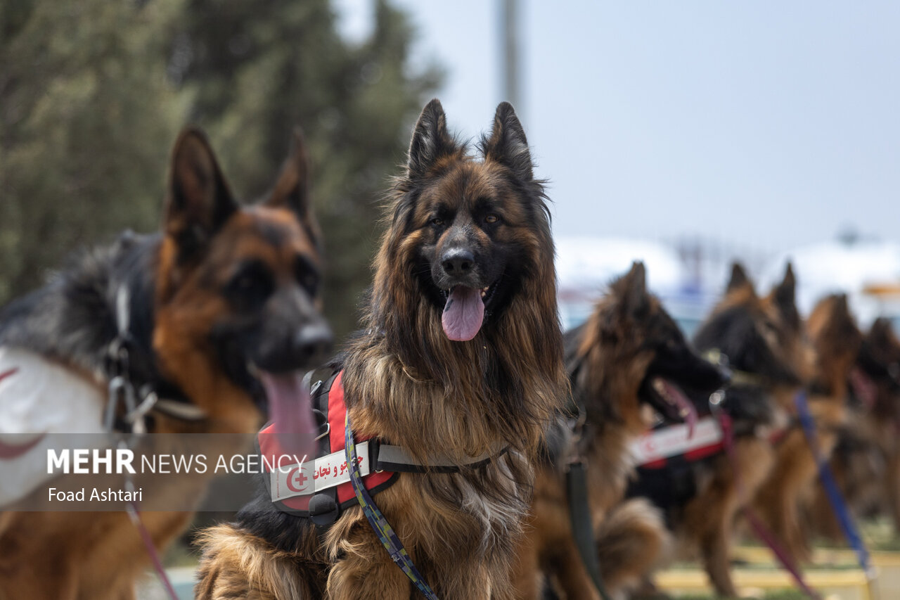 سال گذشته ۲۳ مورد مرگ ناشی از هاری در کشور ثبت شد سال گذشته ۲۳ مورد مرگ ناشی از هاری در کشور ثبت شد