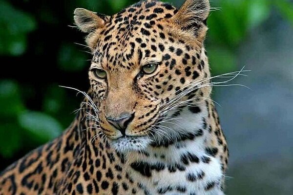 وجود پلنگ ایرانی در پارک ملی لار تأیید شد وجود پلنگ ایرانی در پارک ملی لار تأیید شد