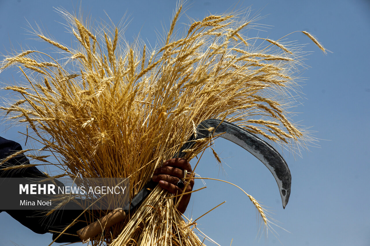 قیمت گندم صنف و صنعت در بودجه سال آینده ۴۶ درصد افزایش یافت قیمت گندم صنف و صنعت در بودجه سال آینده ۴۶ درصد افزایش یافت