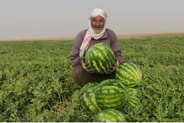 اوجگیری برداشت هندوانه پاییزه در جاسک اوجگیری برداشت هندوانه پاییزه در جاسک