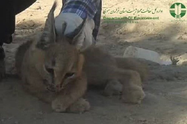 ردپای کاراکالِ کمیاب در زیرکوه؛ حضور یکی از ۸ گربهسان ایران ثبت شد ردپای کاراکالِ کمیاب در زیرکوه؛ حضور یکی از ۸ گربهسان ایران ثبت شد
