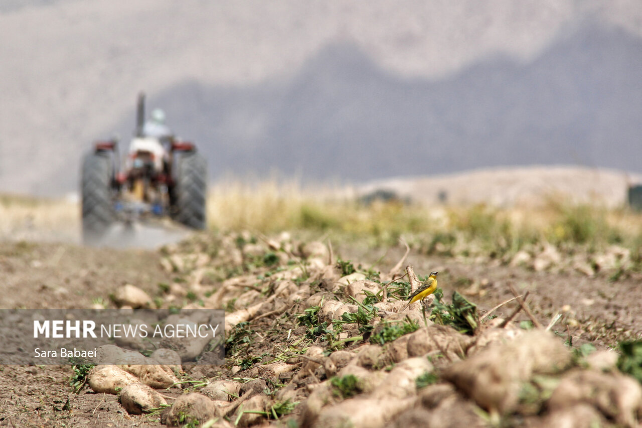رشد ۲۰ برابری کشت پاییزه چغندرقند در کشور رشد ۲۰ برابری کشت پاییزه چغندرقند در کشور