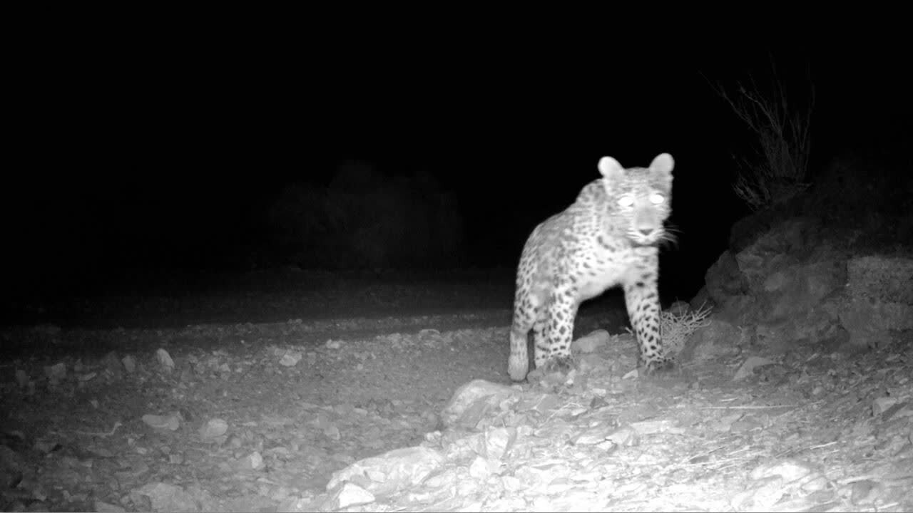 حضور پلنگ در زیستگاه طرزه دامغان ثبت شد حضور پلنگ در زیستگاه طرزه دامغان ثبت شد