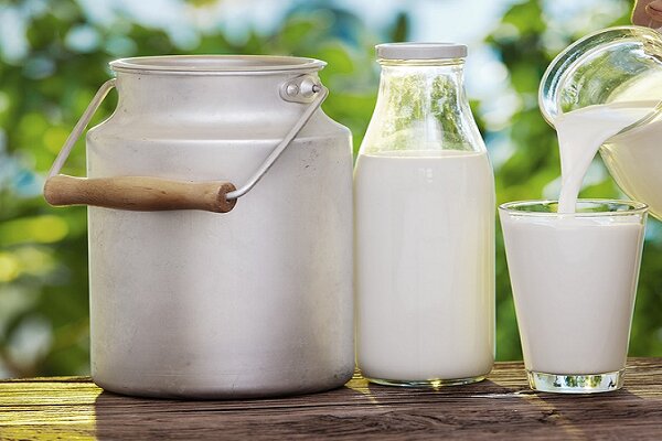 دولت باید برای شیرهای تولیدی فکر عاجل کند دولت باید برای شیرهای تولیدی فکر عاجل کند