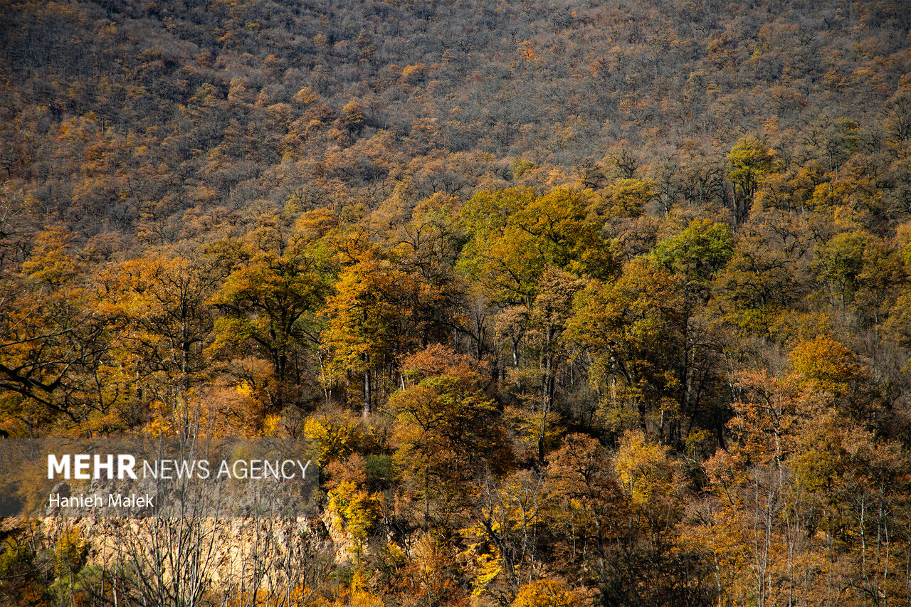 آفت کشاورزی در کنار جنگلها آفت کشاورزی در کنار جنگلها