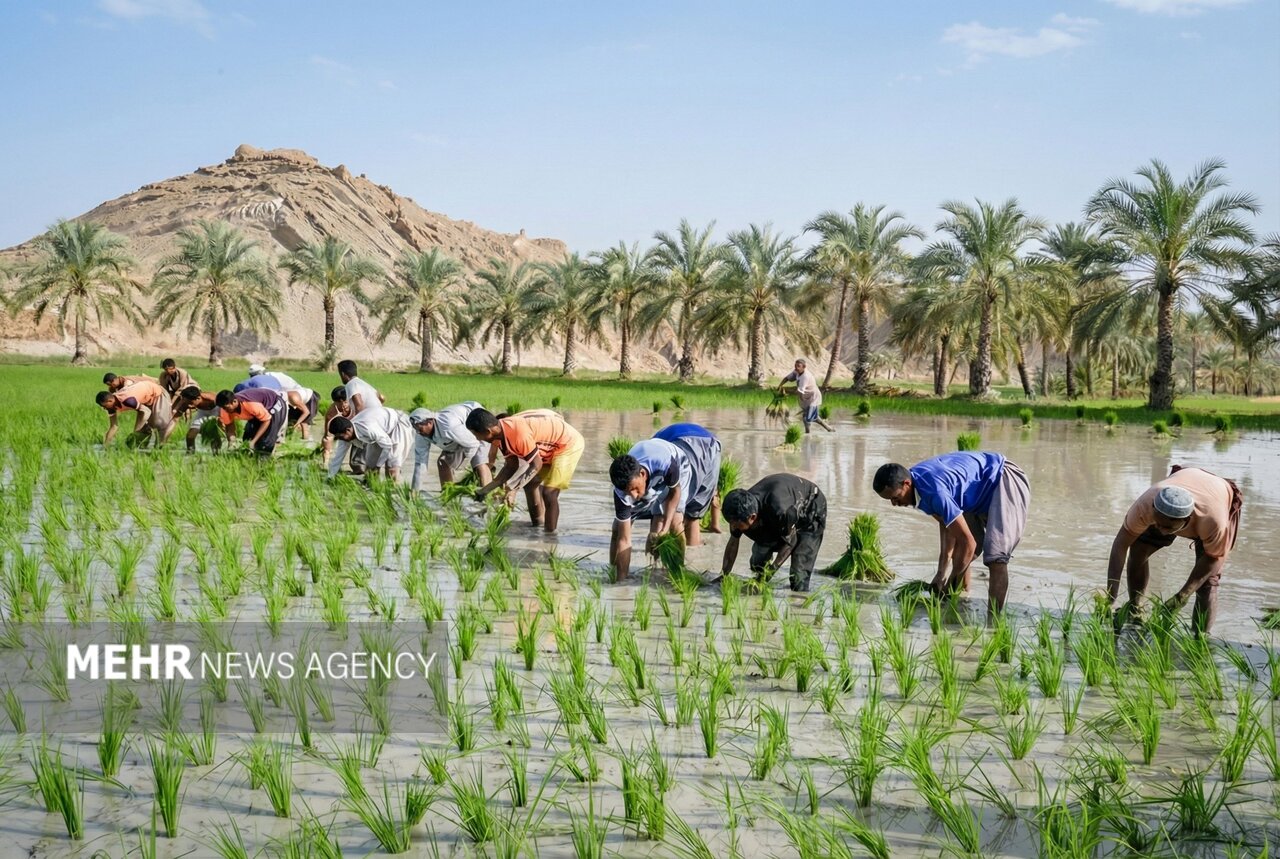 قیمت کالاهای اساسی امروز جمعه ۱۲ دی ۱۴۰۴ در بازار جهانی قیمت کالاهای اساسی امروز جمعه ۱۲ دی ۱۴۰۴ در بازار جهانی
