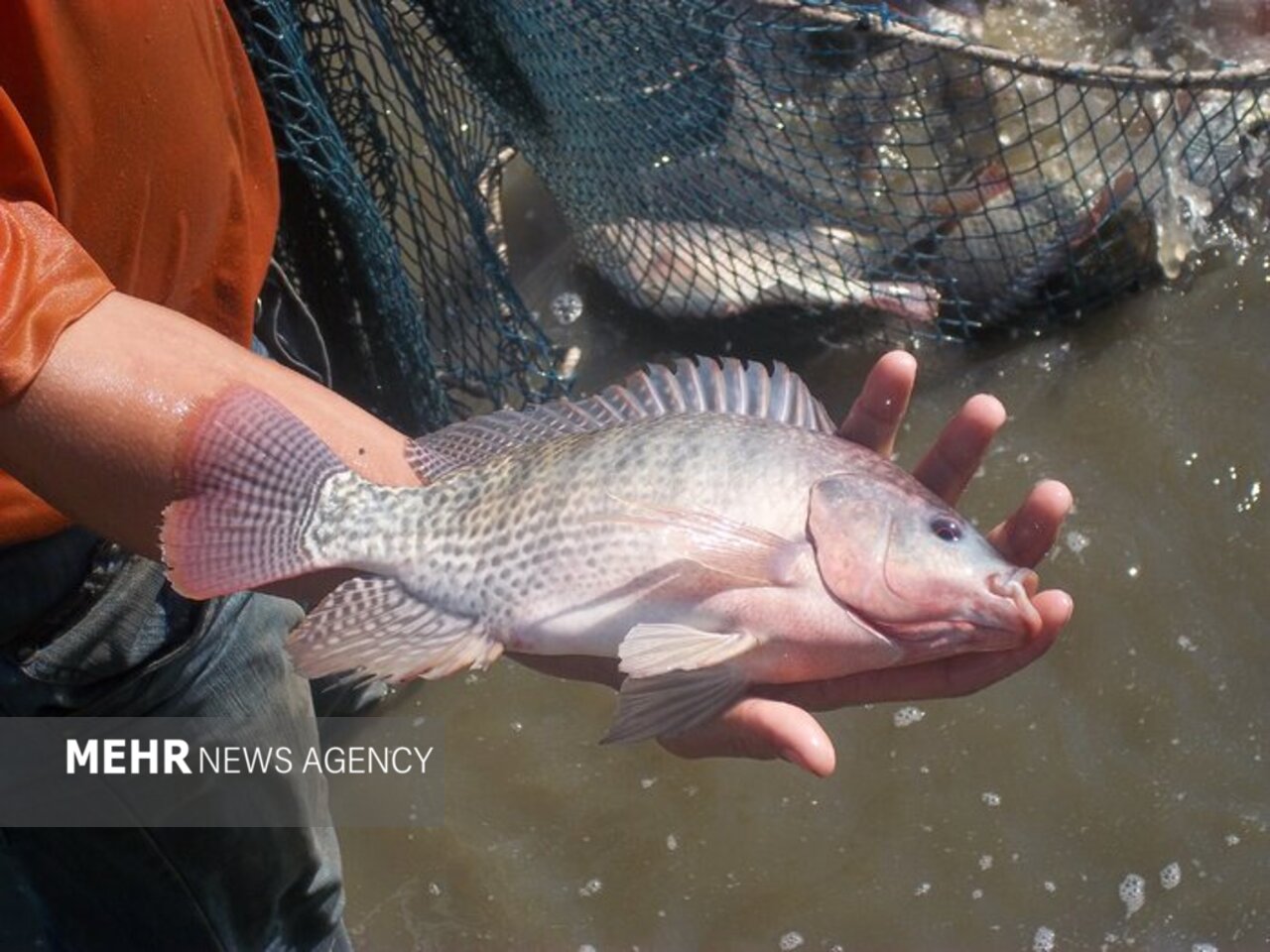 پرورش تیلاپیا زیستبوم را تخریب میکند؛ مخالفت قاطع محیطزیست اصفهان پرورش تیلاپیا زیستبوم را تخریب میکند؛ مخالفت قاطع محیطزیست اصفهان