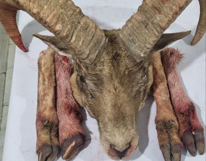 دستگیری شکارچیان متخلف و کشف لاشه گوسفند وحشی در شاهرود دستگیری شکارچیان متخلف و کشف لاشه گوسفند وحشی در شاهرود