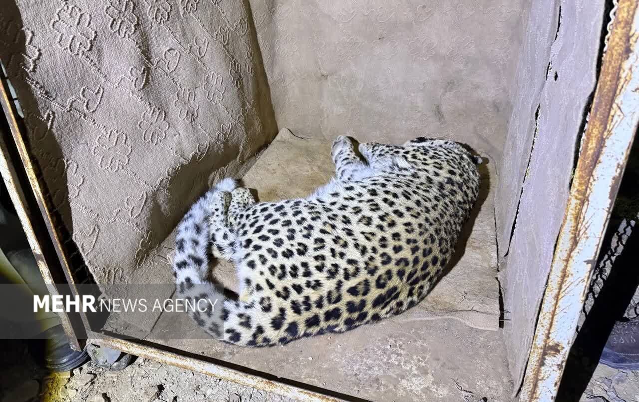 پلنگ شهمیرزاد در تور حفاظت؛ «زندهگیری»برای نجات حیاتوحش و امنیت مردم پلنگ شهمیرزاد در تور حفاظت؛ «زندهگیری»برای نجات حیاتوحش و امنیت مردم