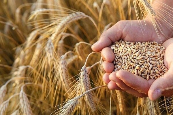 یکسوم مطالبات گندمکاران پرداخت شد یکسوم مطالبات گندمکاران پرداخت شد
