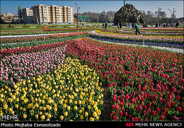 گل های لاله در بوستان دانشجو ارومیه 