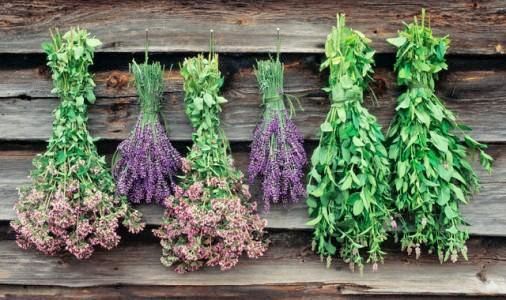 نتیجه تصویری برای کشت گیاهان دارویی