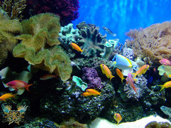 ردپای کرونا در آبزیان دریایی هم پیدا شده است