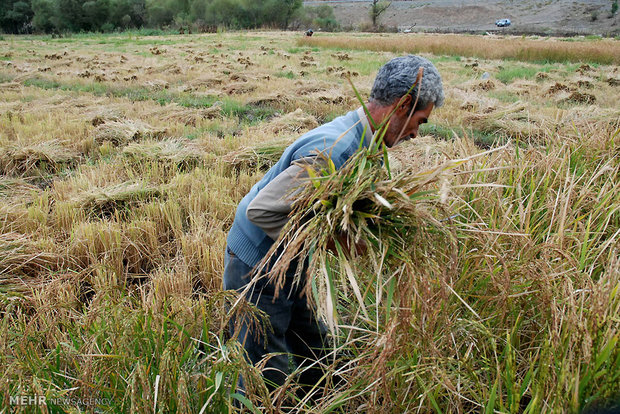 رسوب 7 میلیون تن برنج در انبارها/ احتمال ادامه ممنوعیت واردات تا پایان سال 