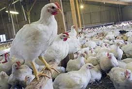 تولید ماهانه 30 هزار تن مرغ مازاد/ تولید مرغ همچنان زیان‌ده است 