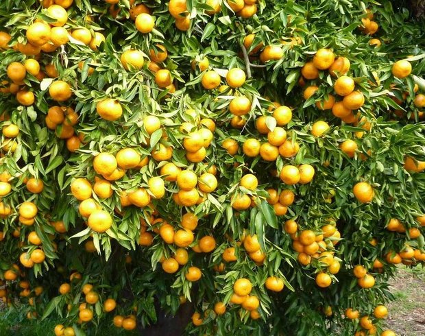 اصرار برای واردات پرتقال به کشور/ مسئولان: نیازی به واردات نداریم