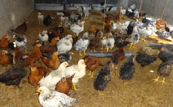 کشف ۲ واحد غیر مجاز پرورش مرغ بومی در باغملک