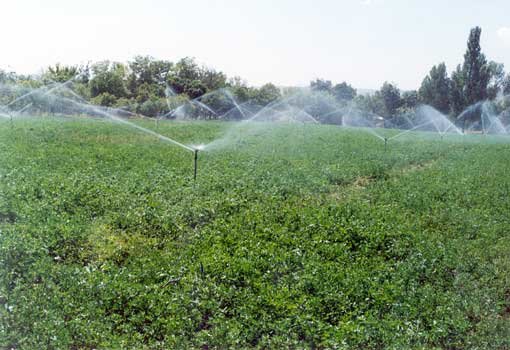 آب‌ کشاورزی دیر شور شده است/ برق آبشیرین‌کنها باتعرفه کشاورزی حساب شود