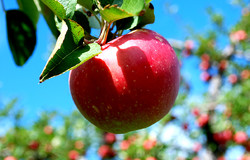 تولید بیش از ۴ میلیون تن سیب درختی در کشور