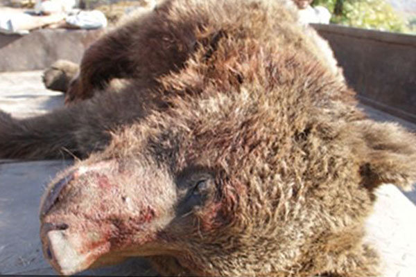 یک خرس قهوه ای پس از حمله به اهالی روستایی با شلیک محیطبانان از پای درآمد