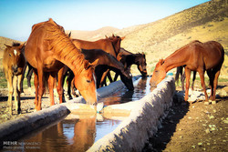 فعالیت بزرگ‌ترین واحد پرورش اسب اصیل عرب غرب کشور در رزن