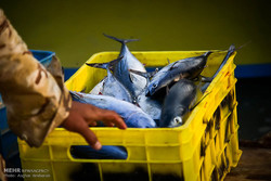 سالانه بیش‌از ۱۴۰ هزار تن ماهی از آبهای ساحلی کنارک صید می‌شود
