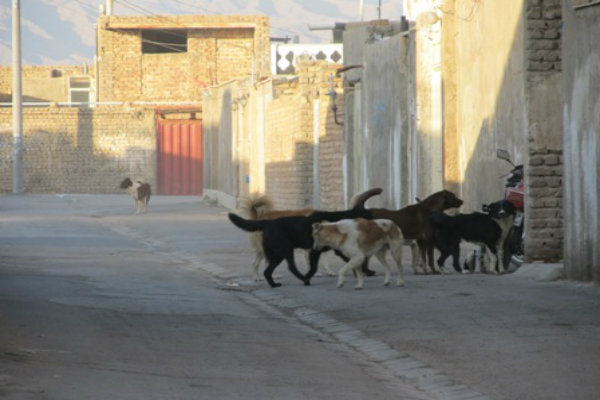 جولان سگ های ولگرد در یاسوج/ ۳٠٠ سگ را حامیان حیوانات فراری دادند