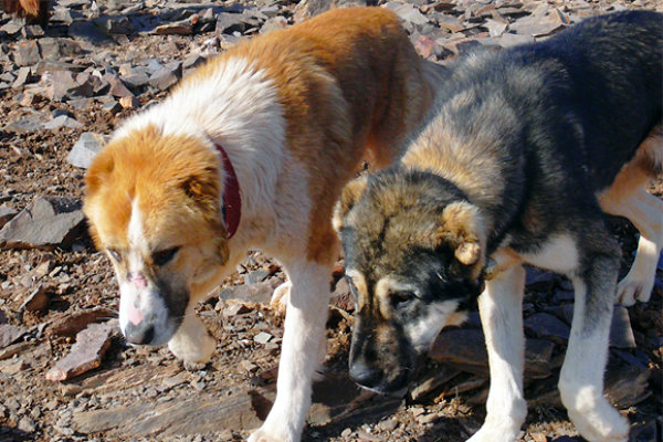 افزایش جمعیت سگهای ولگرد در کرمان/ سگها در هفت باغ جولان می دهند