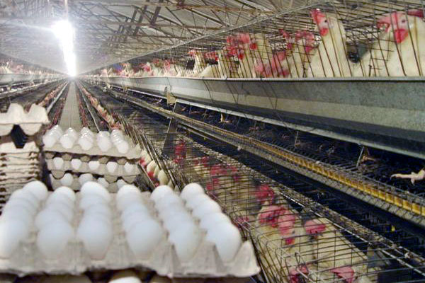 صادرات ۷۰ هزار تن تخم مرغ در سال ۹۳