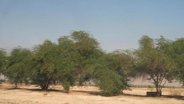 احداث دانشکده مستقل در راستای حفاظت از منابع طبیعی ضروری است