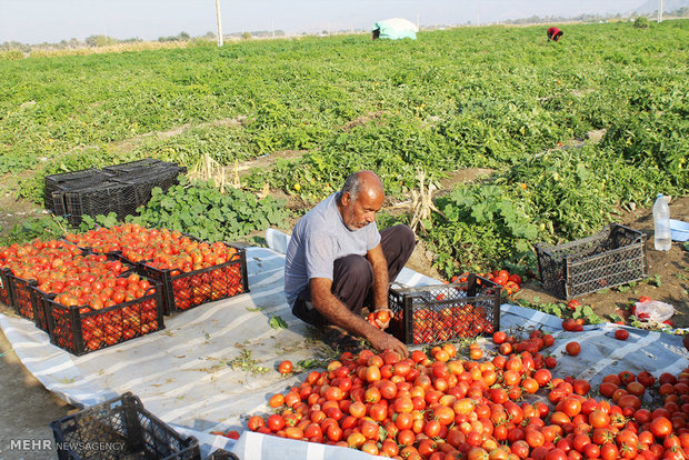 برداشت گوجه فرنگی از مزارع هشت بندی