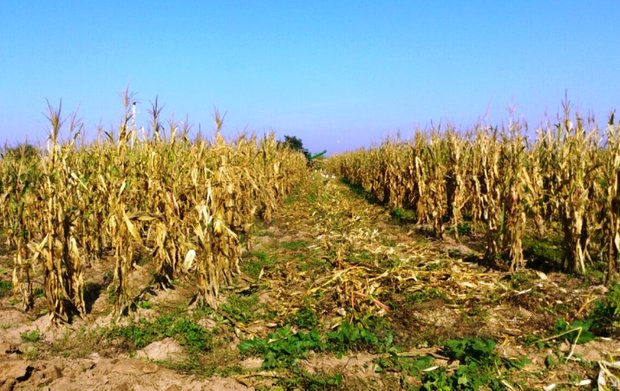 آثار منفی مدیریت نادرست آب در خوزستان/ پرداخت معوض کشت محقق شود