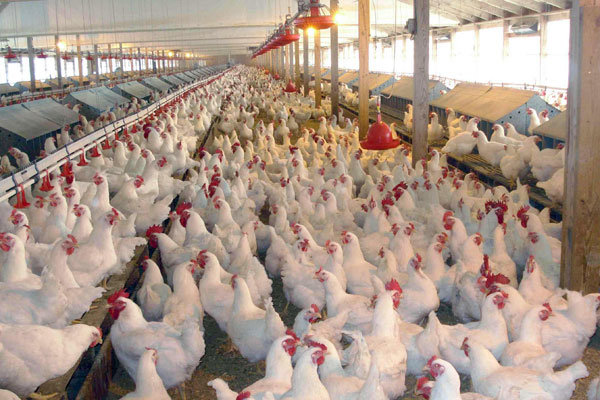 قیمت مرغ زنده در اصفهان به ۳۳۵۰ تومان رسید/مرغ‌ها درمعرض فربه شدن