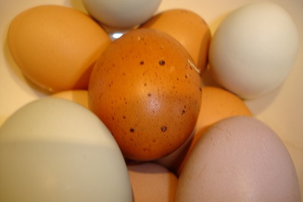 صادرات تخم‌مرغ همچنان ممنوع است/ شیوع آنفلوانزا بزرگ‌نمایی شد
