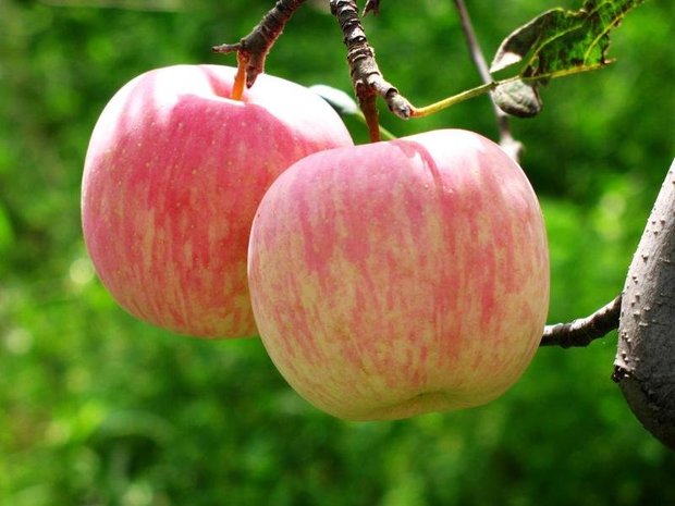 معمای حضور سیب‌های فرنگی در بازار/ سیب‌های فرانسوی، ایرانی‌اند!