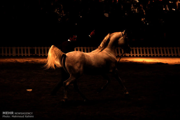 جشنواره اسب‌های اصیل عربی