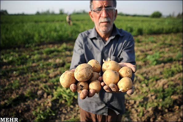 برداشت ۳۰ درصدی مزارع و افت شدید قیمت سیب‌زمینی در گلستان