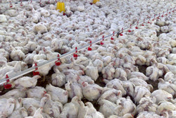 تولید ۵۵ هزار تن مرغ در واحدهای مرغداری استان قزوین