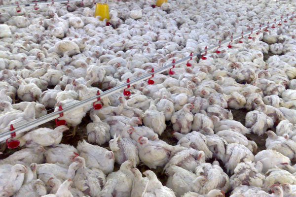 ۱۲۰هزار قطعه جوجه ریزی برای تامین مرغ نوروز در خمین انجام شد