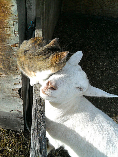 unusual-animal-friendship-cat-goat__700.jpg