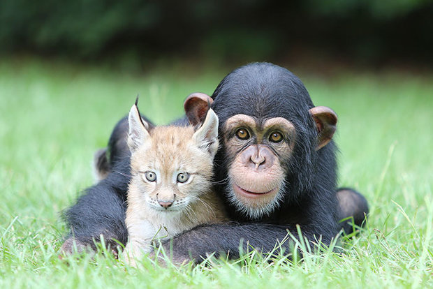 unusual-animal-friendship-chimpanzee-lynx__700.jpg