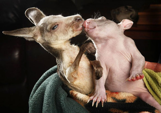 unusual-animal-friendship-baby-kangaroo-wombat__700.jpg