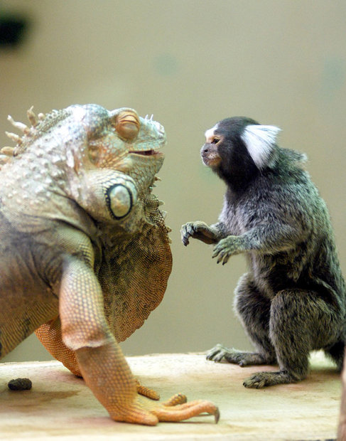 unusual-animals-friendship-green-iguana-marmoset-in-cherl-kim__700.jpg